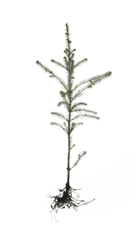 Sitkagran fotograferad planta